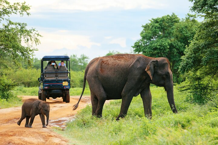 Elephants are passing by front of the tourist group in Udawalawe National Park